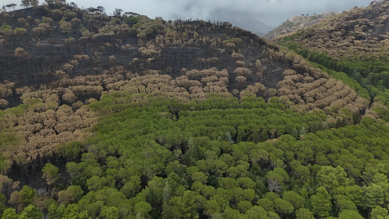 Versante boscato percorso da un incendio, visto dall&rsquo;alto